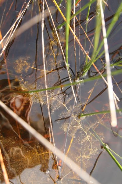 Utricularia australis, photographed by Taylor Davies-Colley