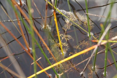 Utricularia australis, photographed by Taylor Davies-Colley