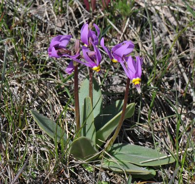 Primula conjugens, photographed by Todd Boland