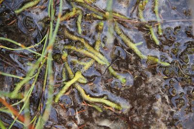 Brownseya serpentina, photographed by Taylor Davies-Colley