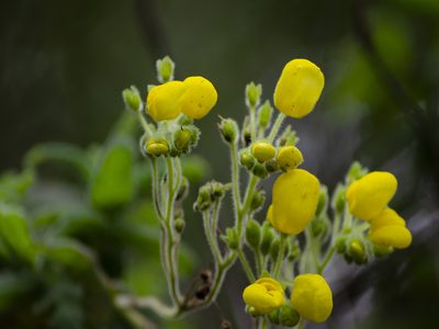 Calceolaria crenata, photographed by sandy-espinozaf