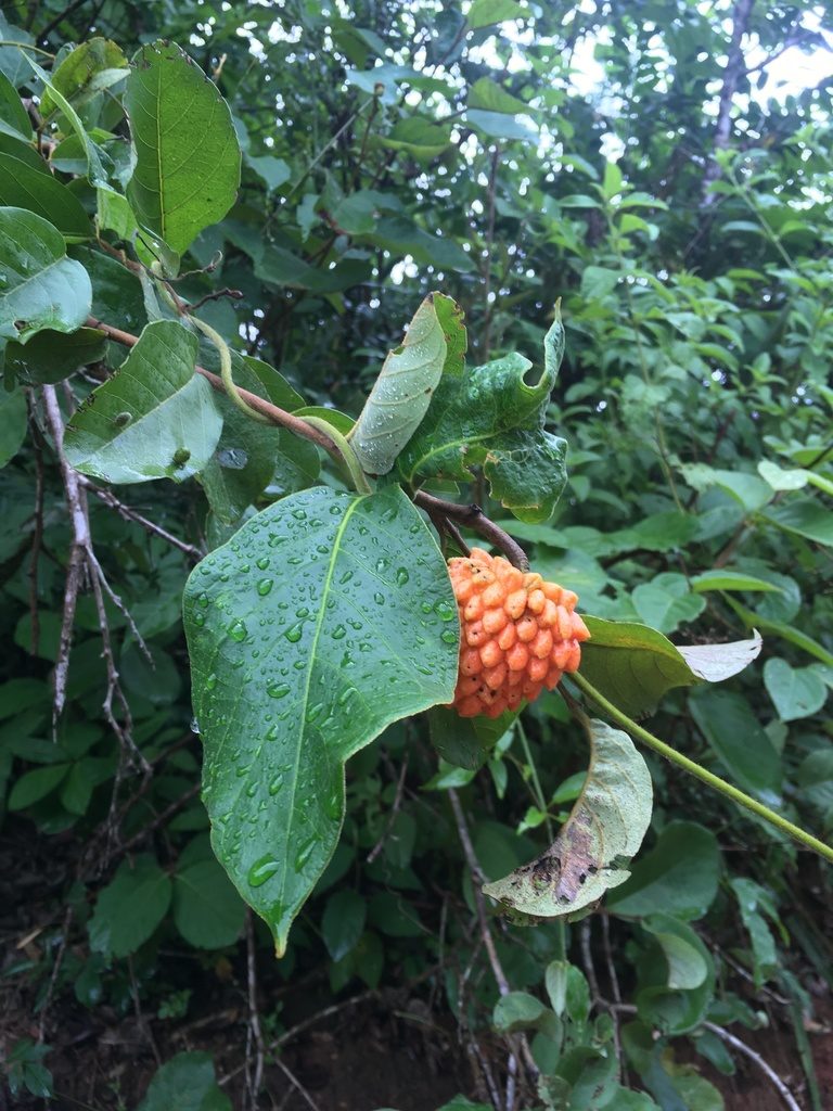 Annona nutans, photographed by Marcos Severgnini