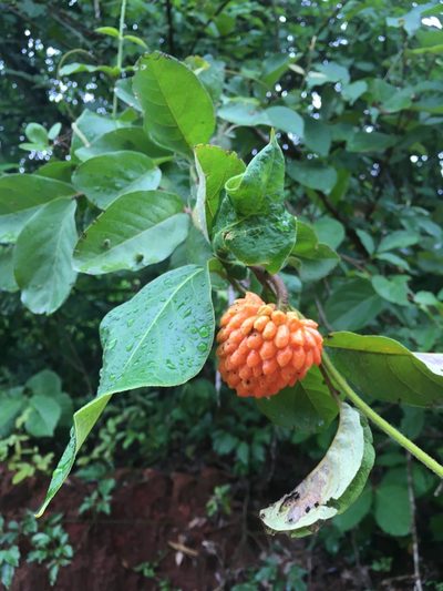 Annona nutans, photographed by Marcos Severgnini
