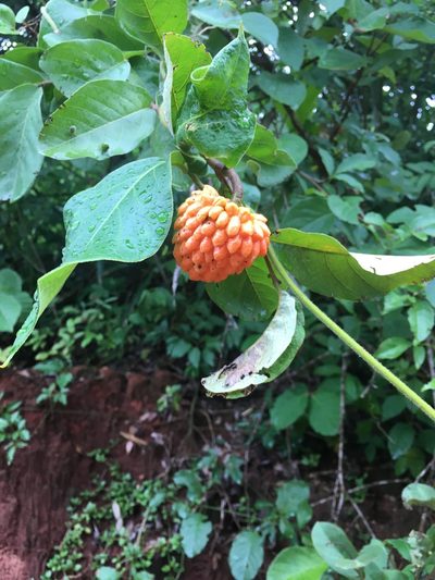 Annona nutans, photographed by Marcos Severgnini