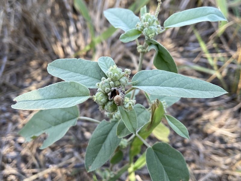 Croton heptalon, photographed by Reid Hardin
