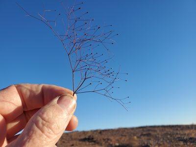 Eriogonum thomasii, photographed by Bob Miller