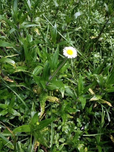 Jaegeria bellidiflora, photographed by rociojgo