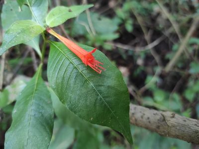 Cuphea appendiculata, photographed by Hersson Ramírez