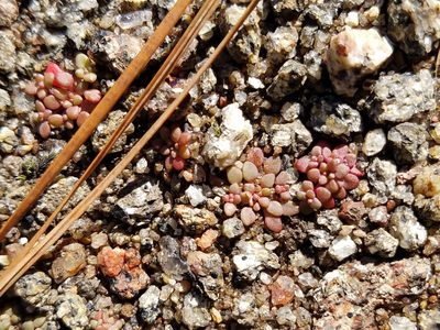 Sedum smallii, photographed by Leila Dasher