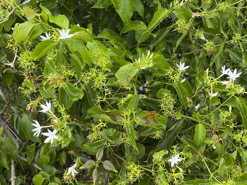 Jasminum elongatum, photographed by garywwilson