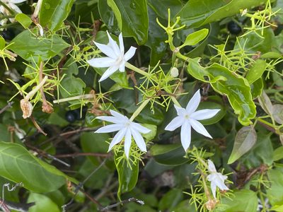 Jasminum elongatum, photographed by garywwilson