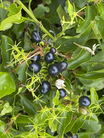 Jasminum elongatum, photographed by garywwilson