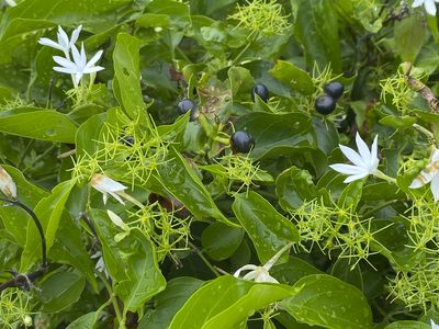 Jasminum elongatum, photographed by garywwilson
