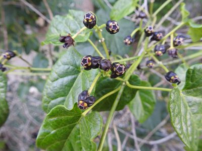 Gonolobus niger, photographed by Diana Fuentes