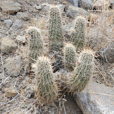 Echinocereus engelmannii, photographed by Dan Horowitz