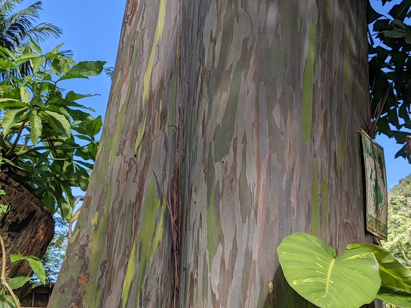 Eucalyptus deglupta, photographed by Zoltán Stekkelpak