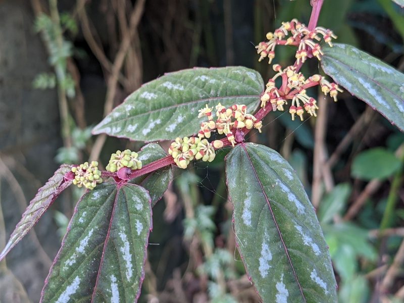 Cissus discolor, photographed by Zoltán Stekkelpak