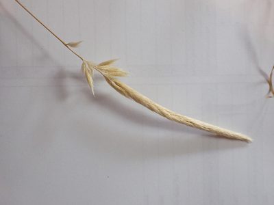 Gastridium phleoides, photographed by Nina Kerr