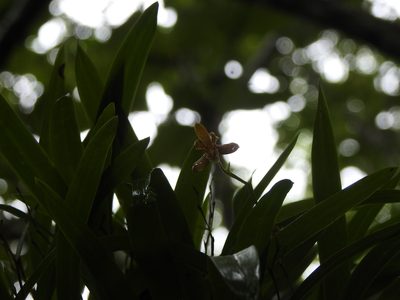 Prosthechea livida, photographed by Diana Fuentes