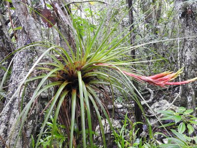 Tillandsia inopinata, photographed by Diana Fuentes