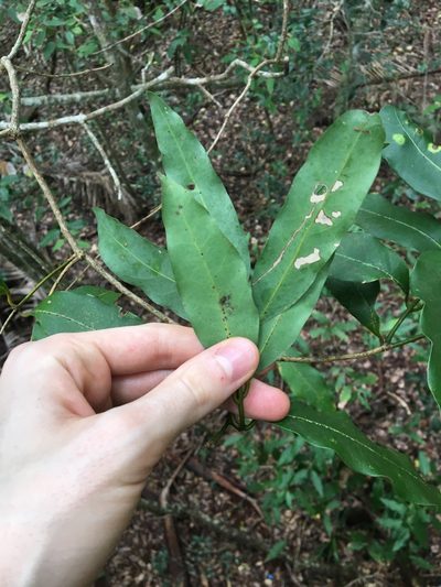 Cinnamomum oliveri, photographed by Thomas Mesaglio