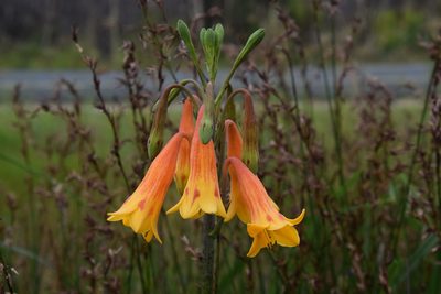 Blandfordia grandiflora, photographed by Thomas Mesaglio