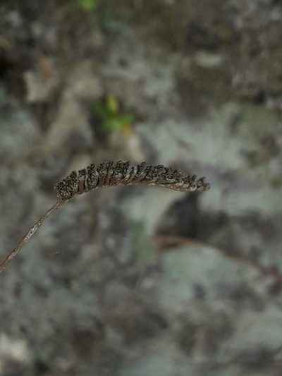 Microschizaea fistulosa, photographed by naturewatchwidow