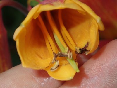 Blandfordia grandiflora, photographed by Thomas Mesaglio