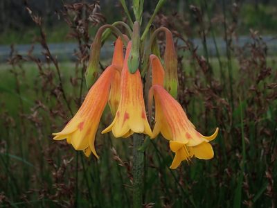 Blandfordia grandiflora, photographed by Thomas Mesaglio