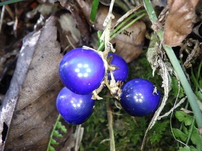 Ophiopogon japonicus, photographed by りなべる