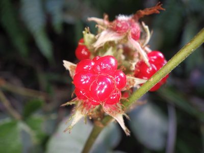 Rubus buergeri, photographed by りなべる