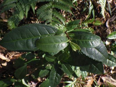 Camellia sinensis, photographed by りなべる