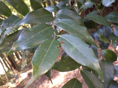 Castanopsis sieboldii, photographed by りなべる