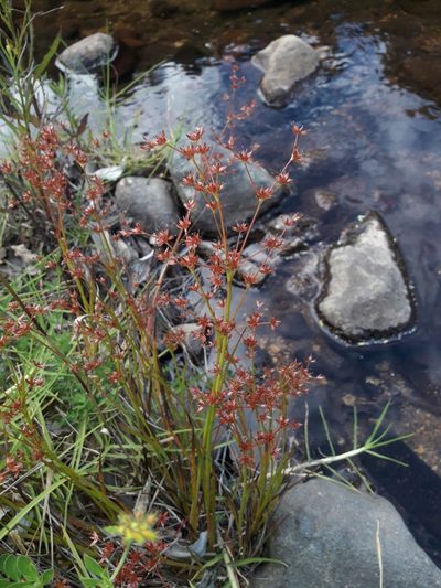 Juncus prismatocarpus, photographed by naturewatchwidow