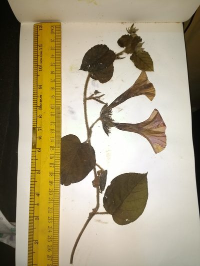 Argyreia pilosa, photographed by S.MORE