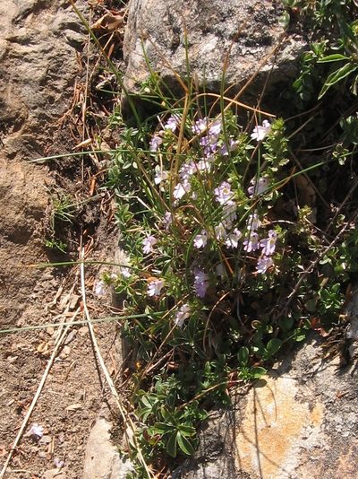 Euphrasia liburnica, photographed by Luca Fornasari