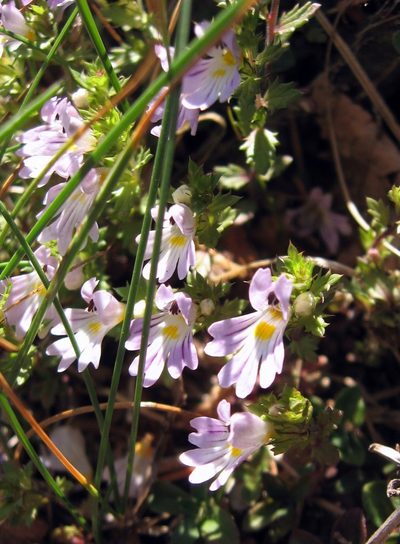 Euphrasia liburnica, photographed by Luca Fornasari