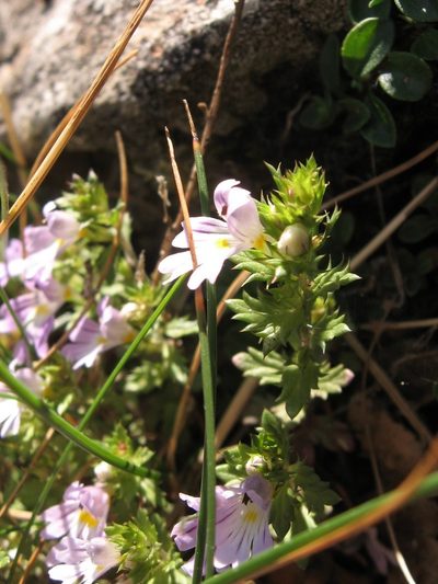 Euphrasia liburnica, photographed by Luca Fornasari