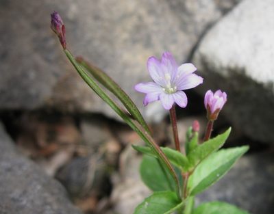 Epilobium alsinifolium, photographed by Luca Fornasari