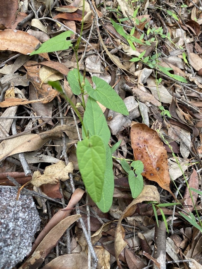 Aristolochia meridionalis, photographed by Greg Tasney