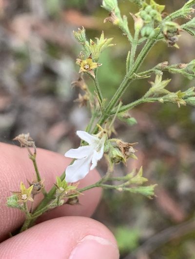 Teucrium corymbosum, photographed by Guy Taseski