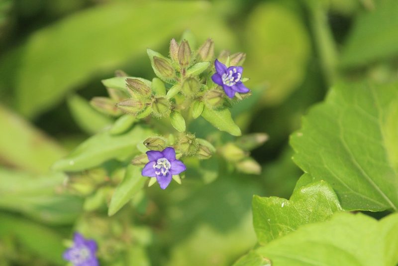 Hydrolea zeylanica, photographed by Haneesh K M