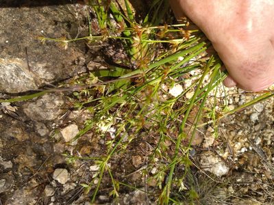 Juncus prismatocarpus, photographed by Leon Perrie