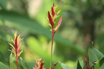 Heliconia psittacorum, photographed by Haneesh K M