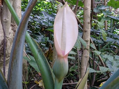 Xanthosoma robustum, photographed by Zoltán Stekkelpak