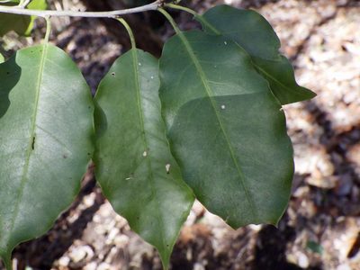 Ilex pedunculosa, photographed by りなべる
