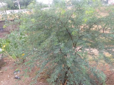 Mimosa tenuiflora, photographed by Breno Figueiredo