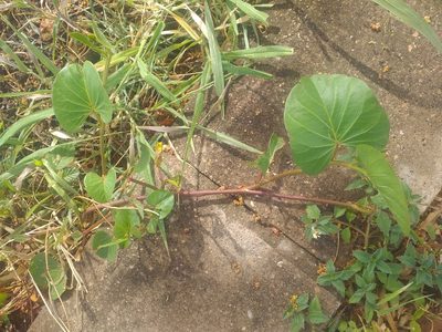 Ipomoea asarifolia, photographed by Breno Figueiredo