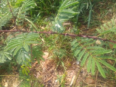 Mimosa tenuiflora, photographed by Breno Figueiredo