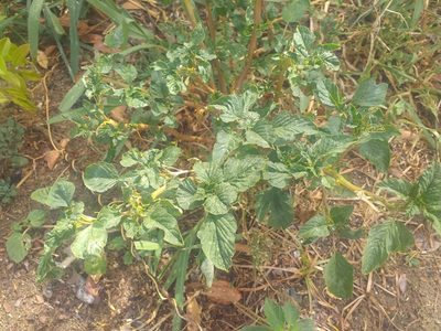 Amaranthus spinosus, photographed by Breno Figueiredo